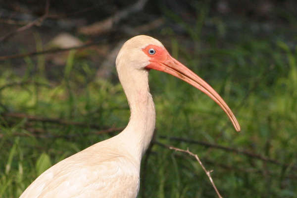 White Ibis Close up, Brier Creek, Burke County GA White Ibis Close up, Brier Creek, Burke County GA
